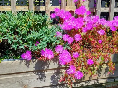 a bunch of purple flowers in a wooden fence at The Mill in Tintagel