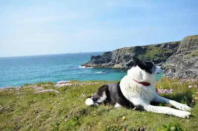 a black and white dog laying on a hill near the ocean at 2 Bed in Padstow oc-p00282 in St Merryn
