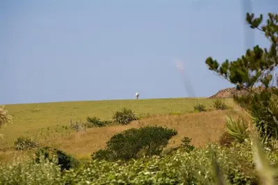 a grassy hill with a tree in the distance at 2 Bed in Newquay oc-p00359 in Mawgan Porth
