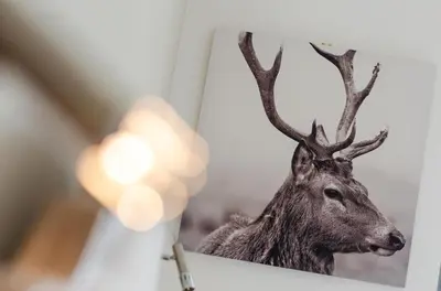 a picture of a deer head on a wall at 3 Bed in Wadebridge oc-p00415 in Saint Issey