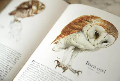 an open book with a drawing of a bird at Owl House in Wadebridge