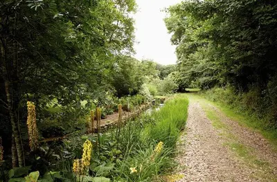 a dirt road in a field with trees and flowers at Mews Cottage in Helston