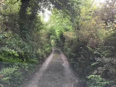 a dirt road in the middle of a forest at Higher Trenear Farm Yurts in Helston
