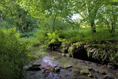 a stream in the middle of a forest with trees at Ta Mill Cottages & Lodges - Meadowview Chalet 3 in Launceston