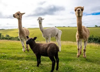 a group of llamas standing in a field at Ta Mill Cottages & Lodges - Meadowview Chalet 3 in Launceston