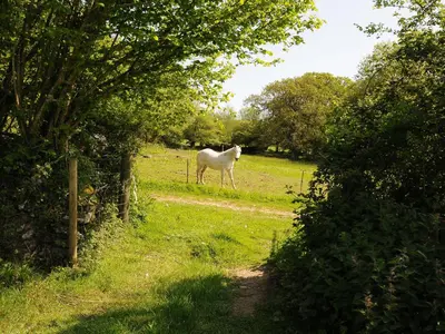 a white horse standing in a field of grass at Mill House in Lostwithiel