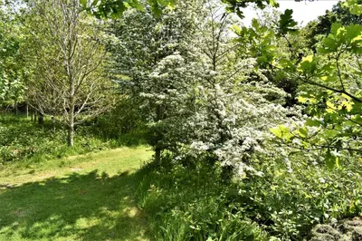 a flowering tree with white flowers in a garden at The Yurt in Cornish woods a Glamping experience in Penzance