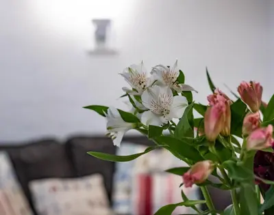 a vase filled with white and pink flowers at St Samson in Port Isaac