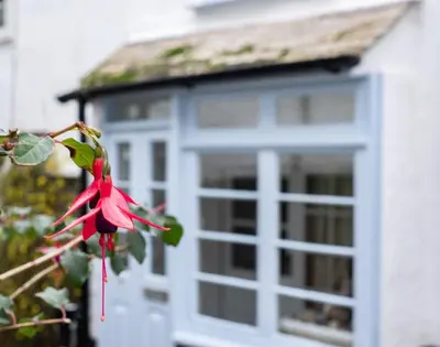 a pink flower on a tree in front of a house at St Samson in Port Isaac