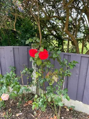 two red roses are growing next to a fence at Wayfarers Inn in Penzance
