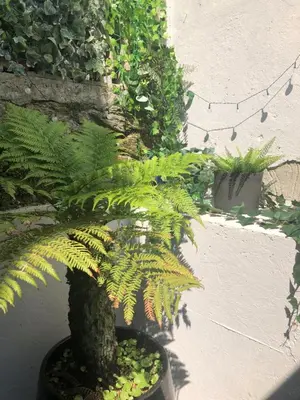 a green plant in a pot next to a wall at The Nest, Central Falmouth, 10 mins to the beaches and off street parking in Falmouth