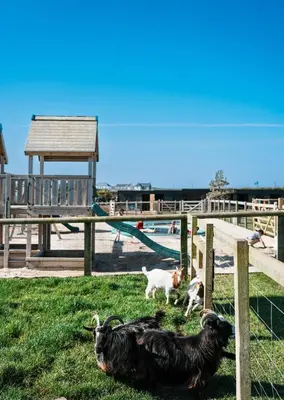 a group of dogs standing in the grass near a fence at Mawgies in Saint Ervan