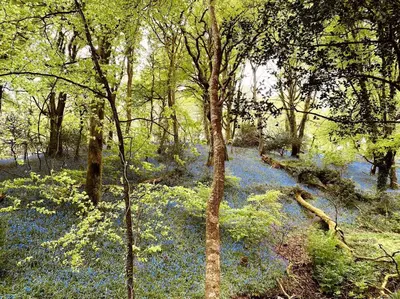 a forest filled with blue flowers and trees at Olive's Cabin in Helston