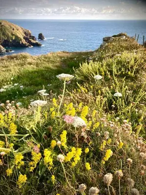 a field of flowers with the ocean in the background at Olive's Cabin in Helston