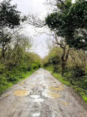 a dirt road with trees on the sides of it at Olive's Cabin in Helston