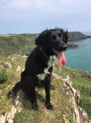 a black dog sitting on a hill next to the ocean at Olive's Cabin in Helston