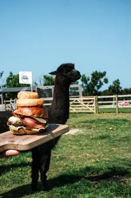 a black llama standing next to a table with a sandwich at Glamping at Macdonald's Farm in Saint Ervan