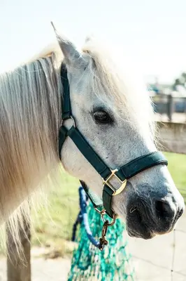 a white horse is wearing a bridle with its hair at The Potting Barn in Saint Ervan