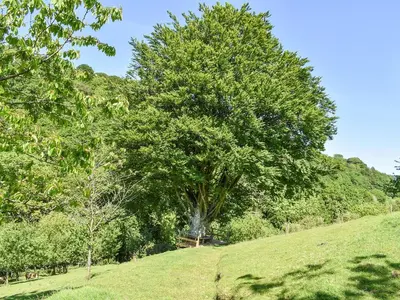 a large tree on a hill in a field at The Old Chapel in Washaway
