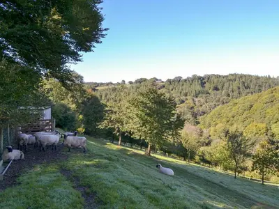 a group of sheep laying in the grass on a hill at The Old Chapel in Washaway
