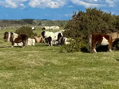 a herd of horses grazing in a field at Cross Cottage in Saint Breward