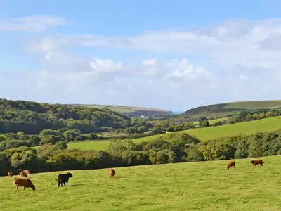 a herd of cows grazing in a green field at Porth View in Saint Mawgan