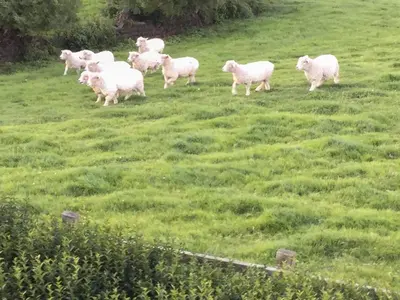 a herd of sheep running through a grassy field at St Cadoc Cottage in St Merryn