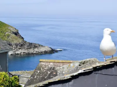 a seagull standing on the edge of a roof looking at the ocean at Cobblers Cottage in Port Isaac