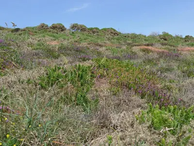 a field of grass with purple flowers on a hill at 2 The Courtyard in Portreath
