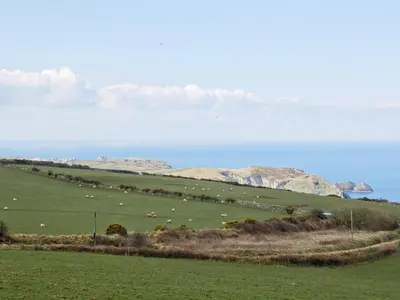 a herd of sheep grazing in a field with the ocean at Kilcummer Stables in Tintagel