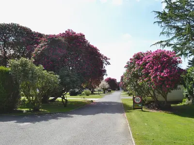 a road with trees with pink flowers on it at Pencarrow - B6521 in Saint Cleer
