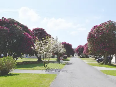 a walkway with trees with white blossoms in a park at Trevarno - B6527 in Saint Cleer