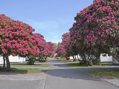 a row of trees filled with pink flowers at Talland Bay in Saint Cleer