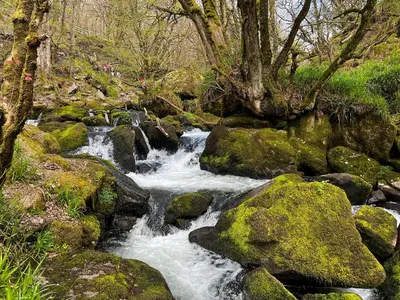 a stream of water with rocks and trees at Badgers Drift in Doublebois