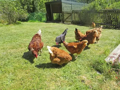 a group of chickens walking in the grass at Trenay Barns Cottage in Warleggan