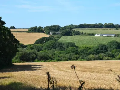 a field of wheat with a farm in the distance at The Long Barn in Crowan