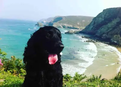 a black dog sitting next to the beach at Very Spacious, Great location. Castle and Sea view in Marazion