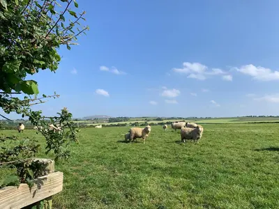 a herd of sheep grazing in a field of grass at Rescorla Retreats- Poldark in Mevagissey