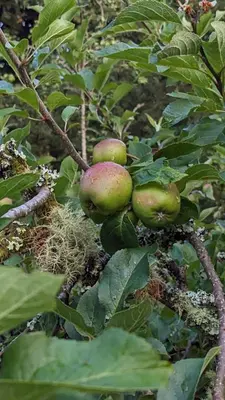 a group of green apples on a tree branch at The Applehay in Constantine