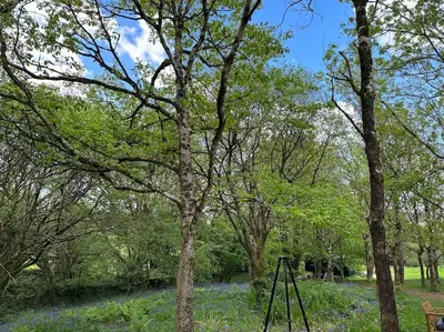 a group of trees with a swing in a park at Cornwall Woodland Shepherd's Hut - Dennis Hut in Bodmin