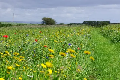 a field filled with lots of flowers in a field at The Rum House in Helston