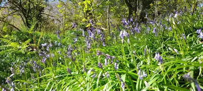 a field of purple flowers in the grass at Wisteria Barn, Trewethen, Nr Port Isaac in Port Isaac