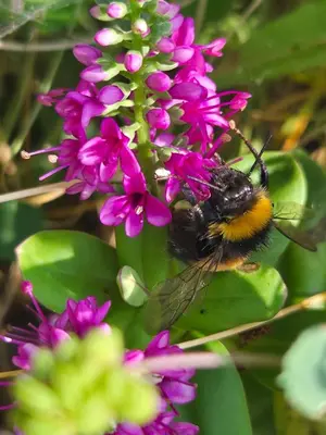 a bee is sitting on a purple flower at Moorland Breeze in Blisland