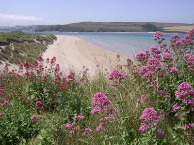 a field of pink flowers in front of a beach at 10 Trehawks in Wadebridge
