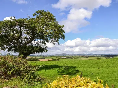 a tree in the middle of a green field at The Nook in Saint Ewe