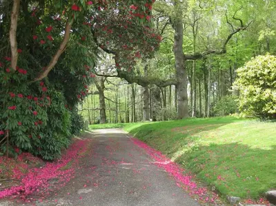 a dirt road with pink flowers and trees at Gamekeeper's Cottage within historic Tregrehan Garden in Par