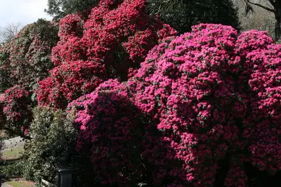 a bunch of pink flowers in a garden at Gamekeeper's Cottage within historic Tregrehan Garden in Par