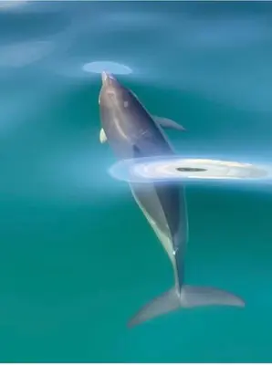 a dolphin jumping out of the water at BBCFeatured LuxuryInteriorDesignedWaterfront Home. in Saint Mawes