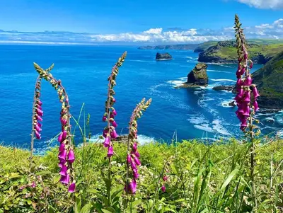 a view of the ocean with purple flowers at Karrek View - Trebarwith Strand (Sleeps 8-10) in Treknow