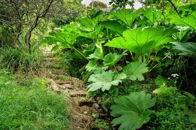 a garden with large green plants on a trail at Finest Retreats - Tregatreath in Coverack